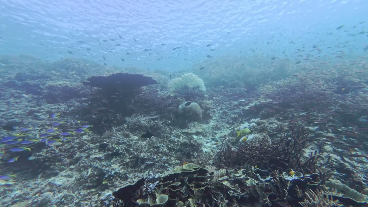 Coral reef as filmed: hazy, flat and blue-grey